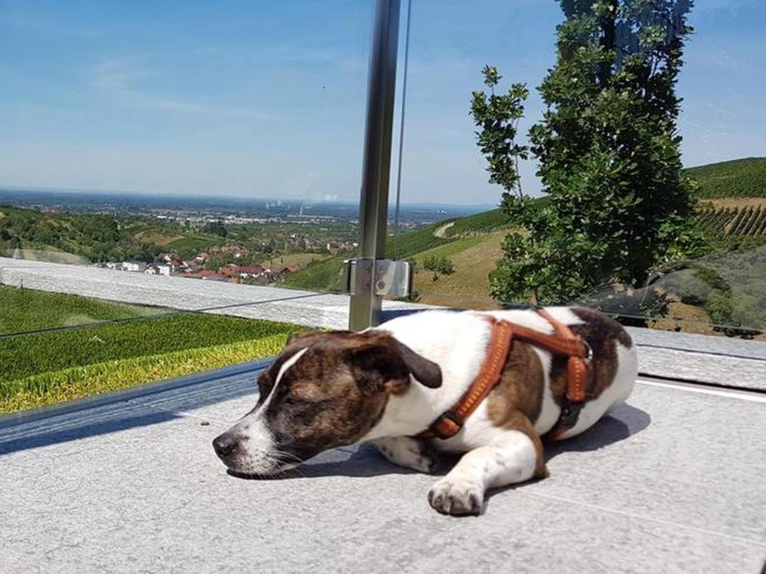 Ferienhaus Mit Panoramablick Bühlertal المظهر الخارجي الصورة